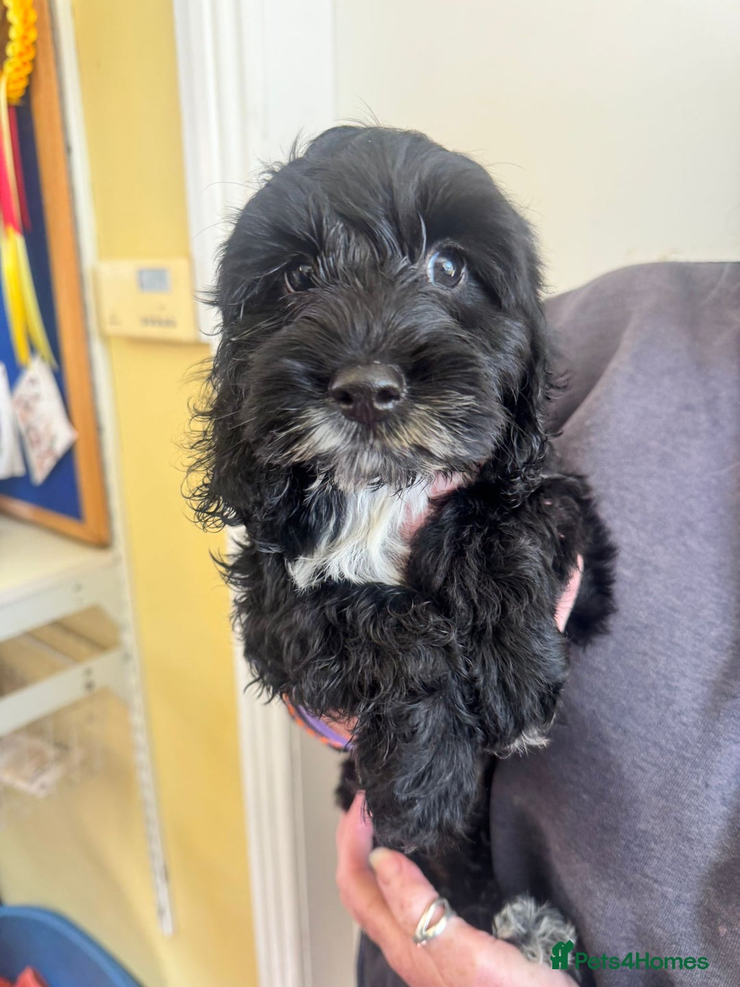 Cockapoo dogs for sale: Cockerpoo pups looking for forever homes - Image 5
