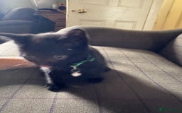 Mixed Breed cats for sale: 3 black British short haired x ragdoll kittens - Image 14