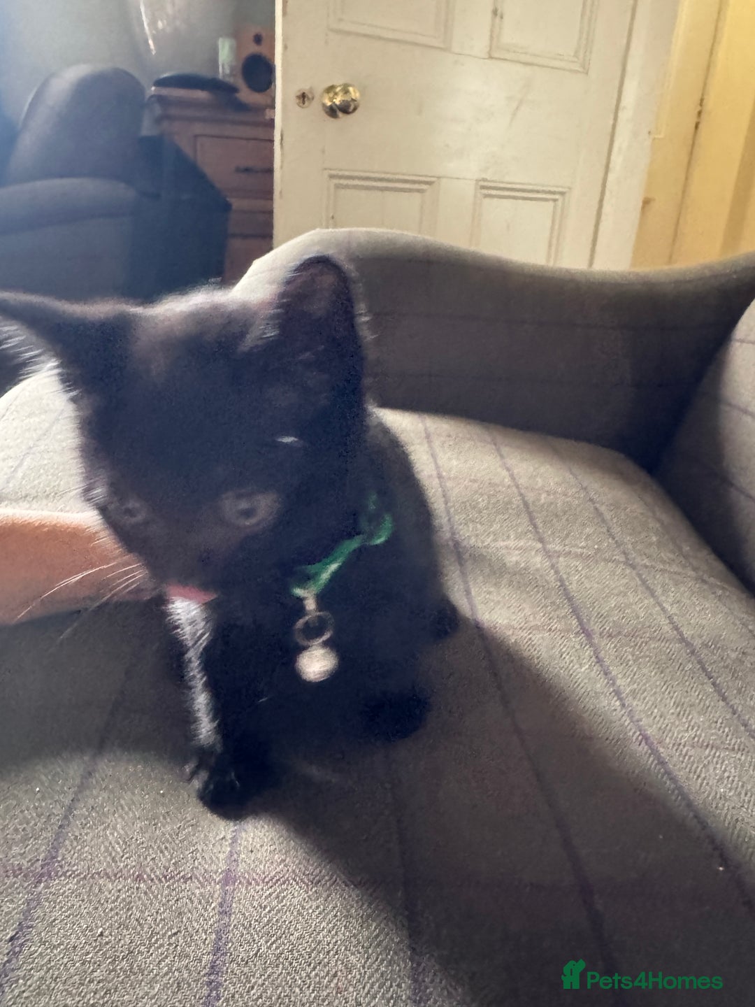 Mixed Breed cats for sale: 3 black British short haired x ragdoll kittens - Image 14