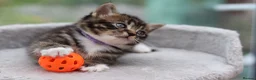 Mixed Breed cats for sale: Tabby Kittens Ready Soon - Advert 10