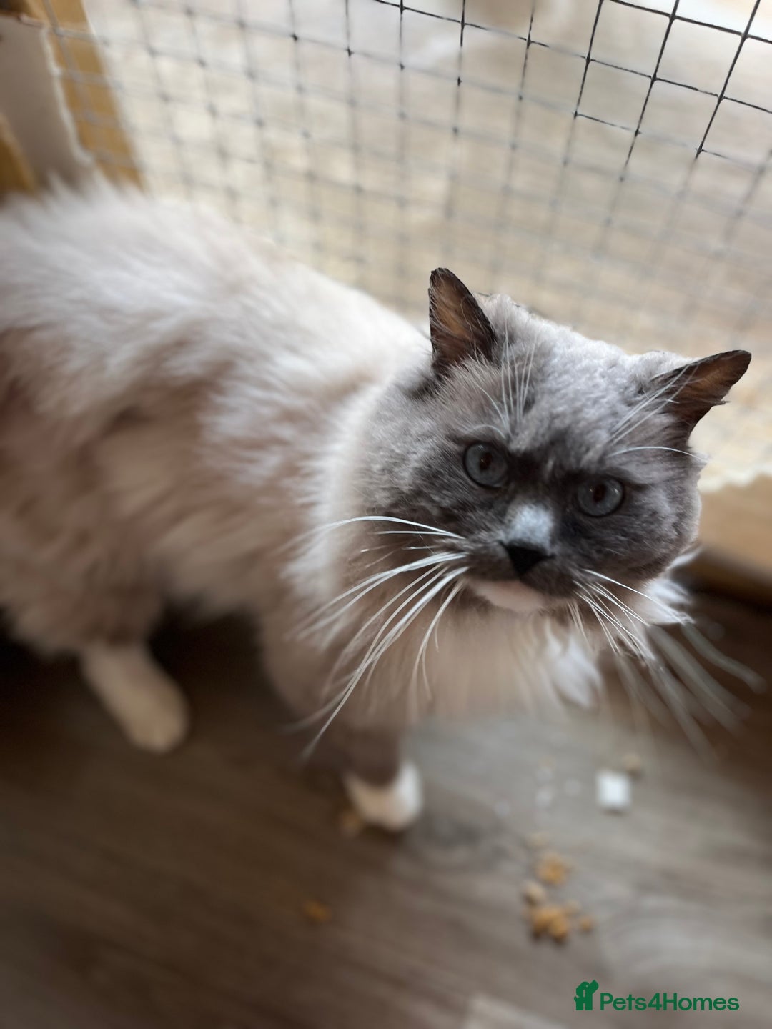 Ragdoll cats for stud: Gccf/Tica male ragdoll for stud  in Ashford - Advert 3