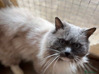 Ragdoll cats Gccf/Tica male ragdoll for stud in Ashford - Advert 12