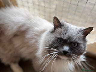 Ragdoll cats Gccf/Tica male ragdoll for stud in Ashford - Advert 7