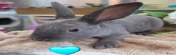Mini Lop rabbits for sale: I have baby mini lops and mini rex available  - Advert 5