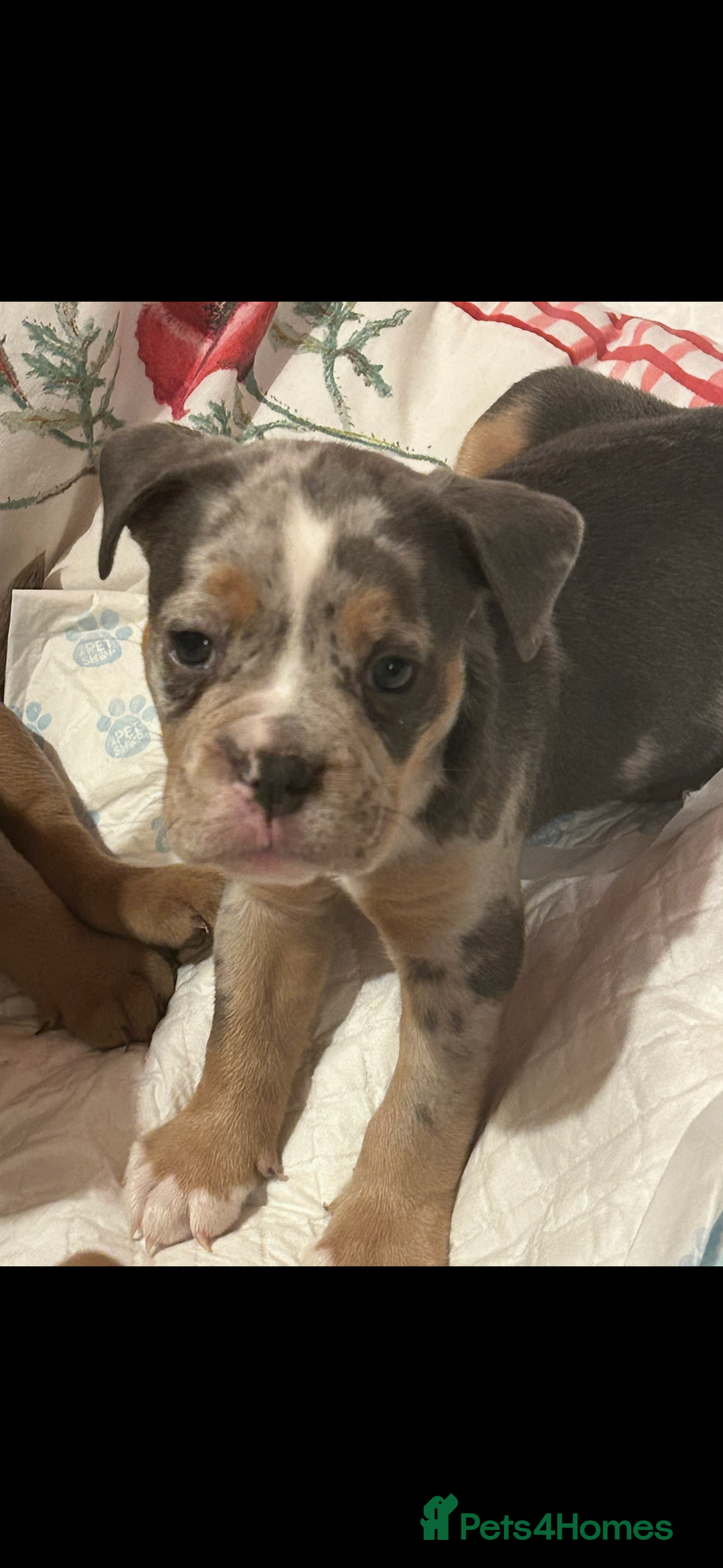 Old Tyme Bulldog dogs for sale: Old Tyme Bulldog Puppies - Advert 5