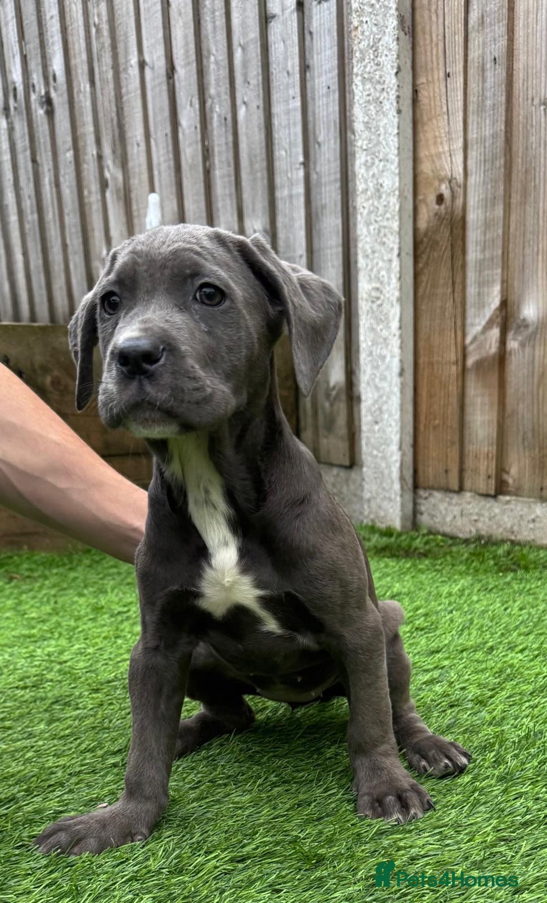 Cane Corso dogs for sale: Ready to leave - Image 4