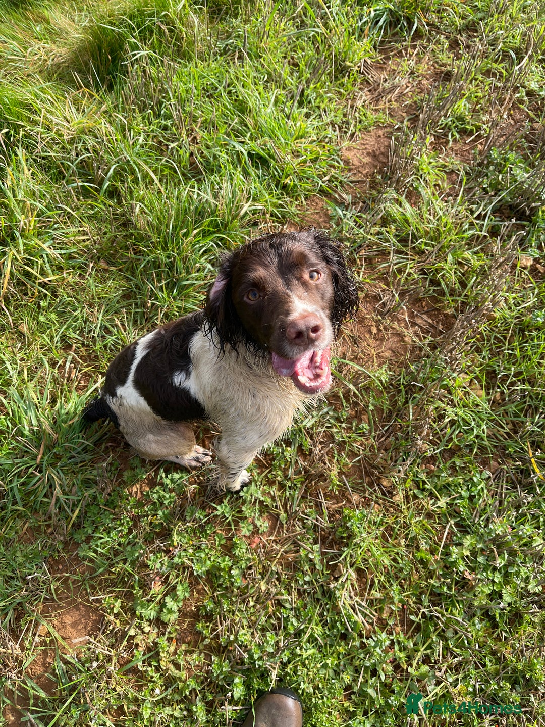 English Springer Spaniel dogs for stud: Working Springer Bineswych Billy (Monty) for Stud - Advert 10
