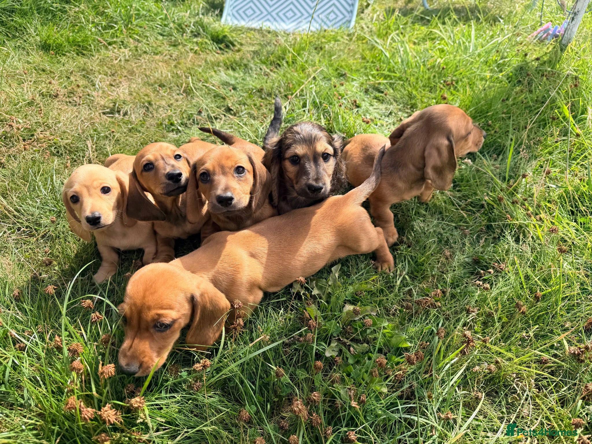 Miniature Dachshund dogs 5 Mini Smooth & 1 Mini Long Haired Dachshunds - Advert 2
