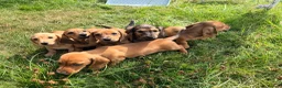 Miniature Dachshund dogs for sale: 5 Mini Smooth & 1 Mini Long Haired Dachshunds - Advert 8