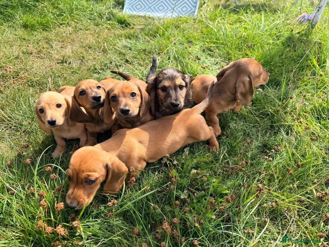 Miniature Dachshund dogs for sale: 5 Mini Smooth & 1 Mini Long Haired Dachshunds - Advert 2