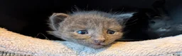 Maine Coon cats for sale: Beautiful Maine Coon/Bengal kittens in Wellingborough - Advert 4
