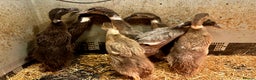 Ducks poultry for sale: Indian Runner Ducks - READY NOW - Advert 5