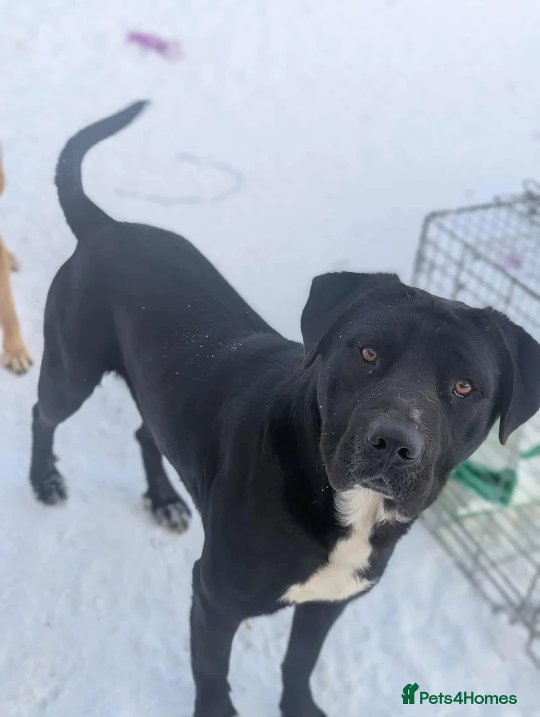 Mixed Breed dogs for adoption: Oreo 🖤 - Advert 2