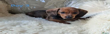 Miniature Dachshund 3
