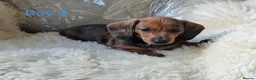Miniature Dachshund dogs for sale: 🐕🐕6 adorable miniature dashund puppies 🐕🐕 - Advert 6