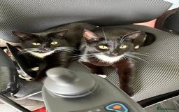 Domestic Shorthair cats for sale: 1 female cat - Image 7