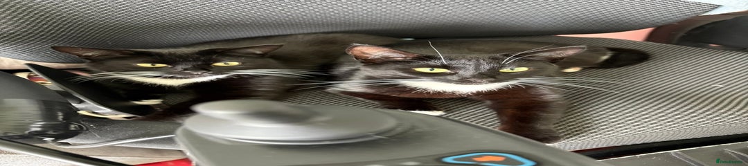 Domestic Shorthair Kitten 2