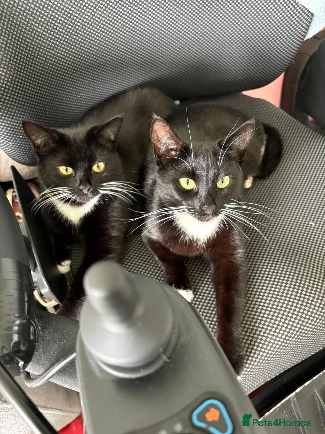 Domestic Shorthair cats for sale: 1 female cat - Image 7