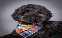 Labradoodle dogs for stud: Mini Doodle stud extensively DNA checked in Warrington - Image 1