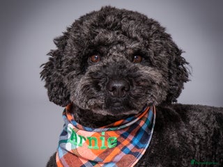 Labradoodle dogs in Warrington - Advert 3