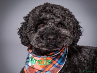 Labradoodle dogs Mini Doodle stud extensively DNA checked in Warrington - Advert 5