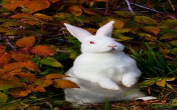 New Zealand rabbits for sale: 2 beautiful white new Zealand rabbits for sale. - Advert 1