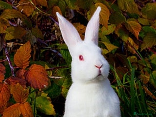 New Zealand rabbits 2 beautiful white new Zealand rabbits for sale. - Advert 1