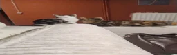 American Shorthair cats for sale: Beautiful playful male kitten for sale. - Advert 7