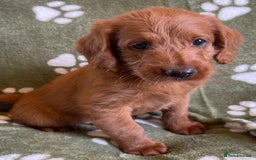 Labradoodle dogs for sale: Stunning deep red F1 labradoodles - Image 12