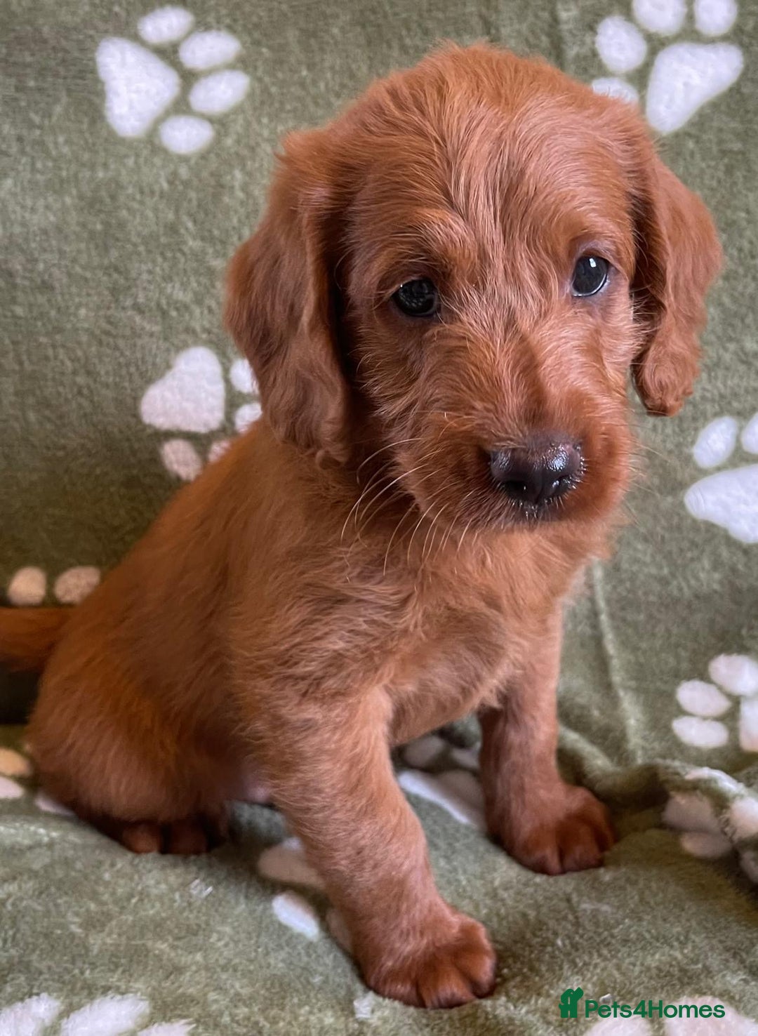 Labradoodle dogs for sale: Stunning deep red F1 labradoodles - Image 12