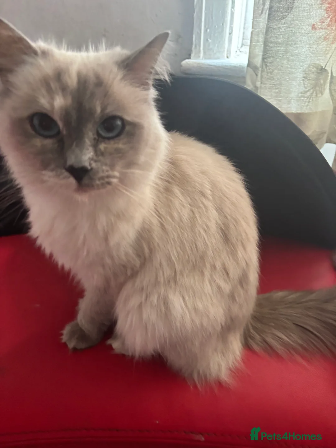Mixed Breed cats for sale: Ragdoll cross kitten - Advert 2