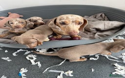 Miniature Dachshund dogs for sale: Beautiful litter of miniature dachshund puppies  - Image 28