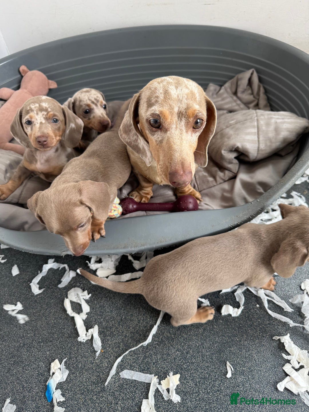 Miniature Dachshund dogs for sale: Beautiful litter of miniature dachshund puppies  - Image 28