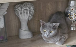 British Shorthair cats for sale: Gorgeous BSH - Image 3