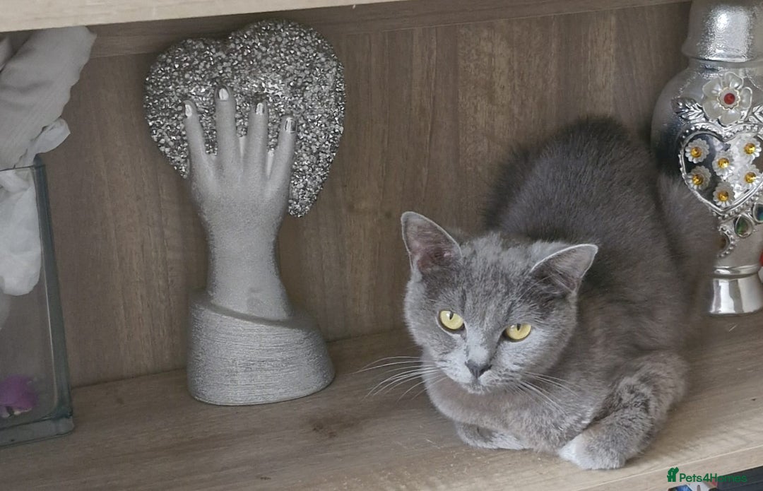 British Shorthair cats for sale: Gorgeous BSH - Image 3