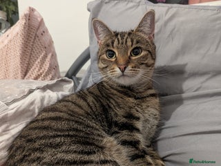 Mixed Breed cats Luna Rehoming - Advert 1