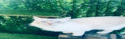 Ragdoll cats for sale: 🐾Ragdoll kittens for sale🐾 - Advert 2