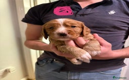 Cocker Spaniel dogs for sale: Golden kc working cocker spaniels - Image 3