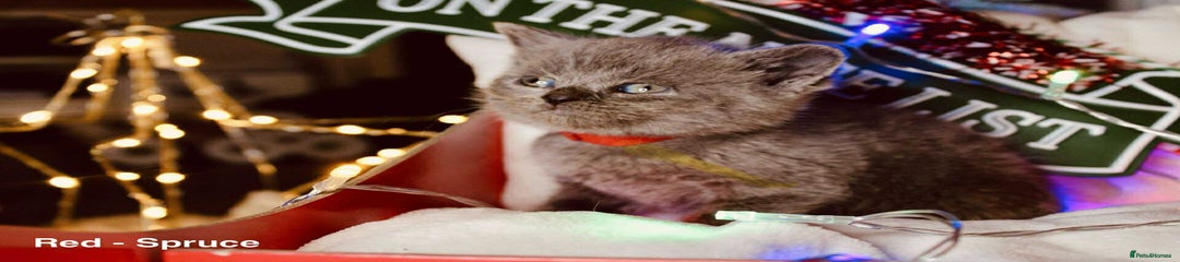 British Shorthair Kitten 2