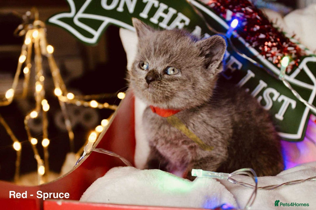 British Shorthair cats for sale: BSH Males and Females available  - Image 3