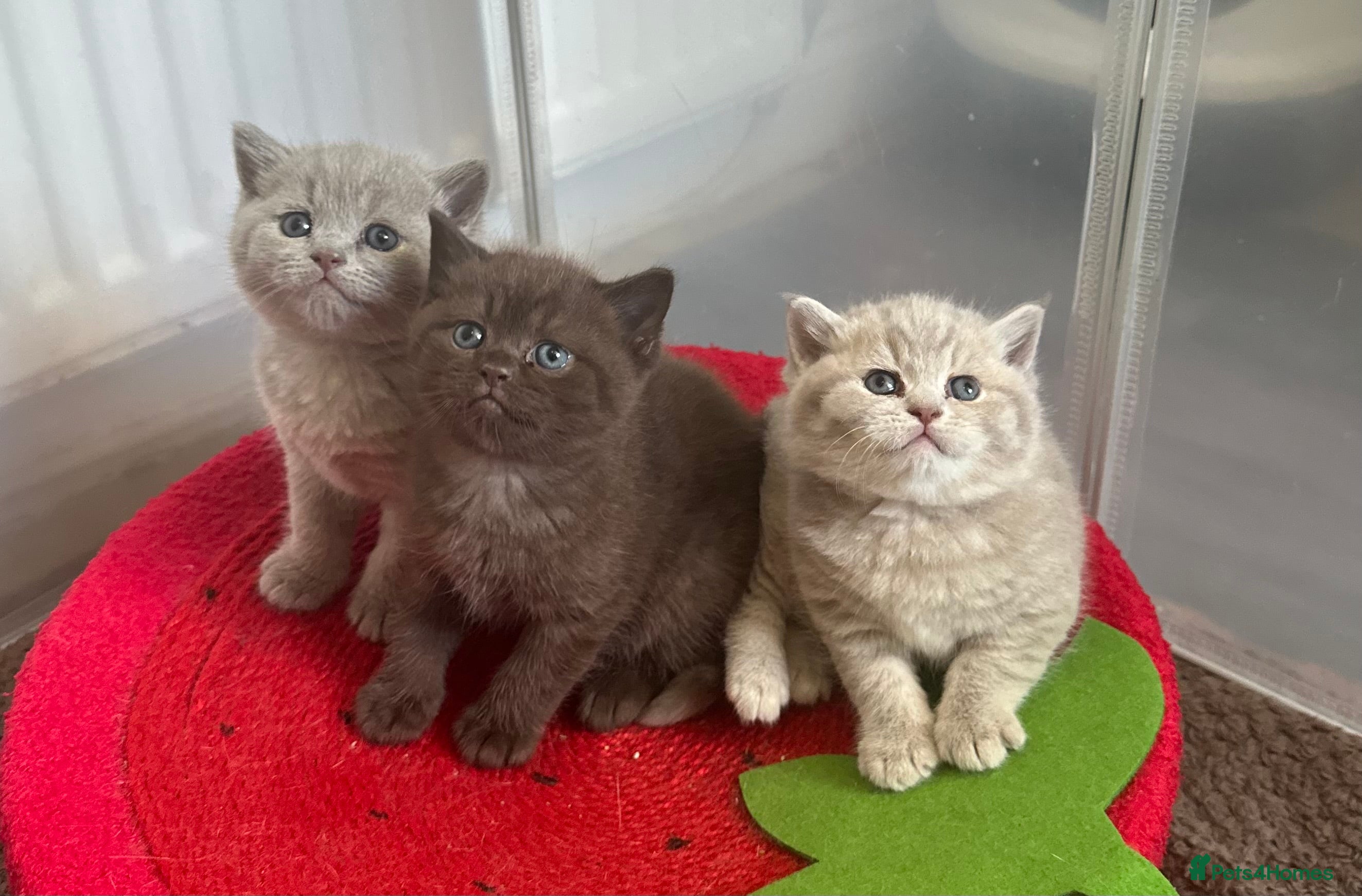 British Shorthair cats 💜Lilac and Lilac Golden💛TICA British Shorthairs  - Advert 10