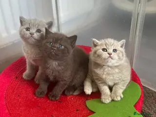British Shorthair cats 💜Lilac and Lilac Golden💛TICA British Shorthairs - Advert 10