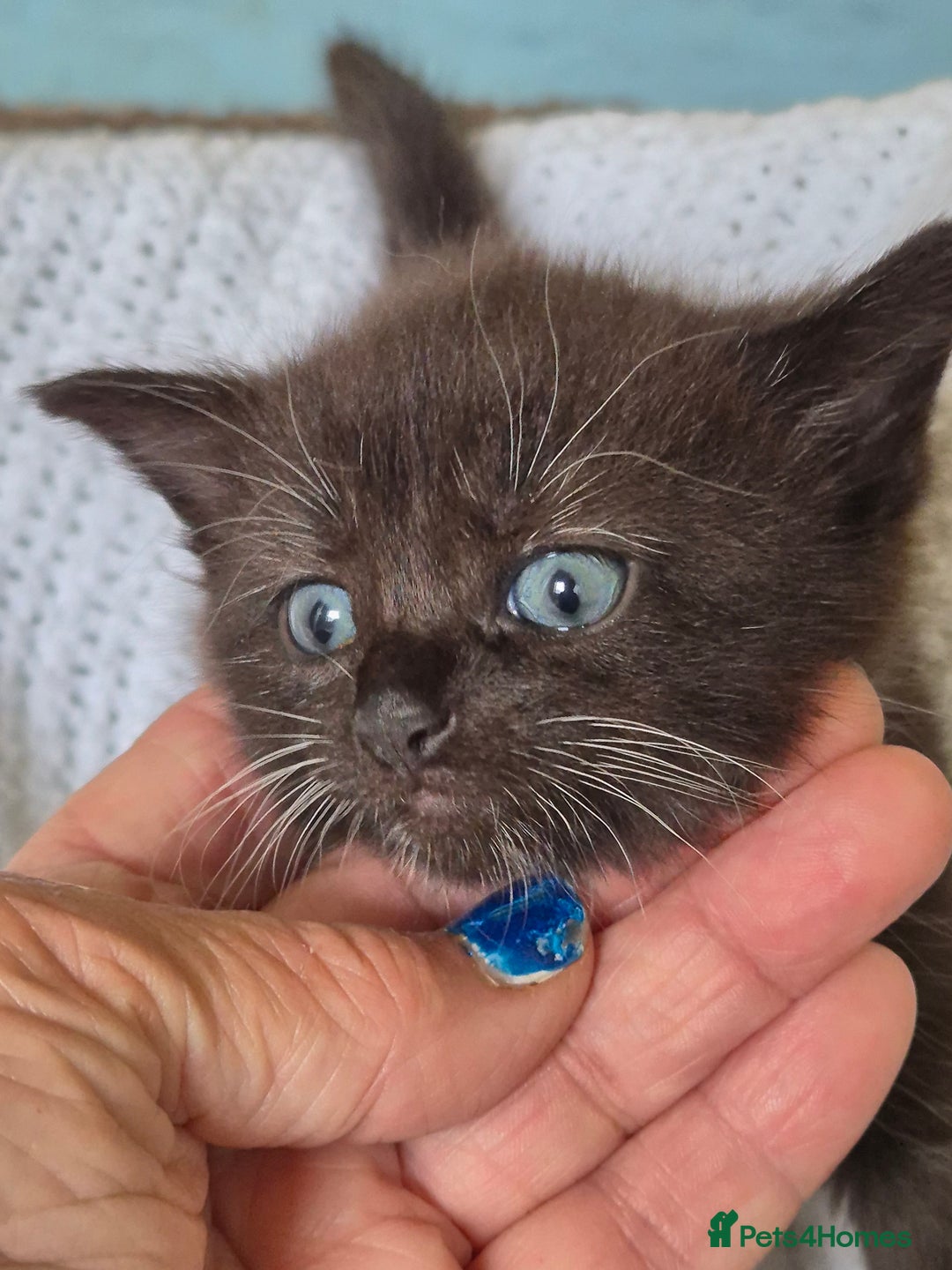 Mixed Breed cats for sale: 1 female kitten out litter of 3  - Image 9