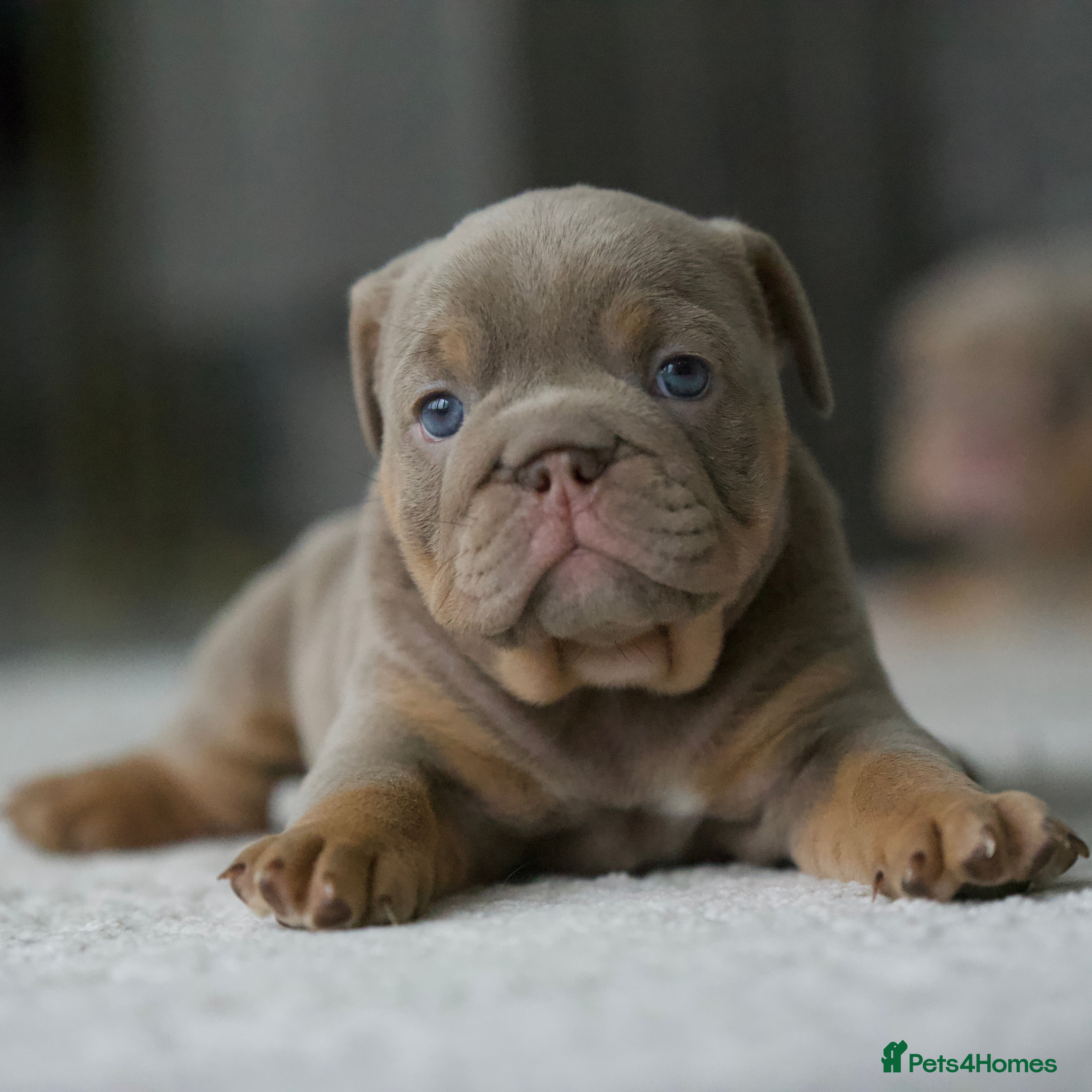 English Bulldog dogs ***EPIC BULLYZ RARE BULLDOGS*** - Advert 1