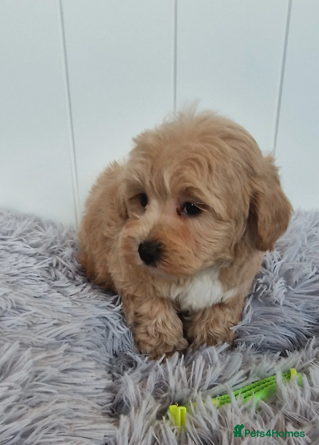 Maltipoo dogs for sale:  Beautiful health clear Maltipoo's - Advert 9