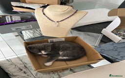 Ragdoll cats for sale: Boy Kitten, ragdoll cross - Image 7