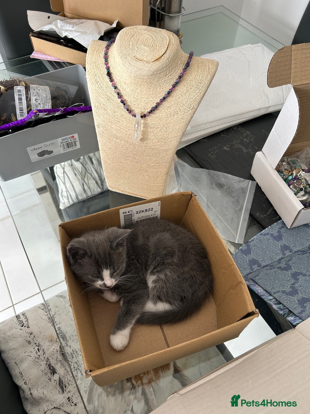 Ragdoll cats for sale: Boy Kitten, ragdoll cross - Image 7