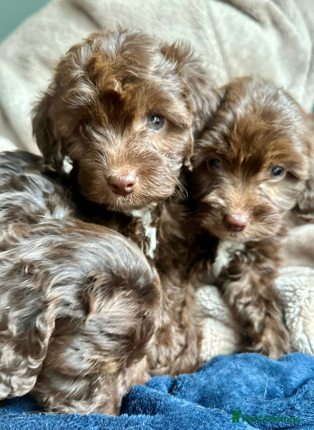 Cockapoo dogs for sale: 2 beautiful Cockapoo puppies left  - Advert 1