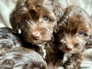 Cockapoo dogs 2 beautiful Cockapoo puppies left - Advert 1