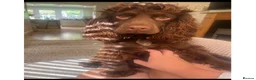 Cocker Spaniel dogs for sale: Beautiful Cocker Spaniel puppies  in Sheffield - Advert 20